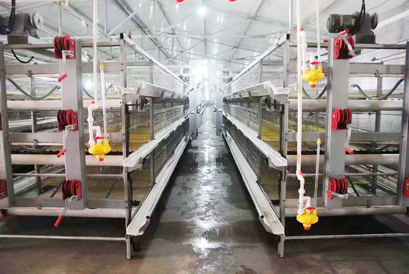 肉鸡行情，，，，，，，及养殖肉鸡装备