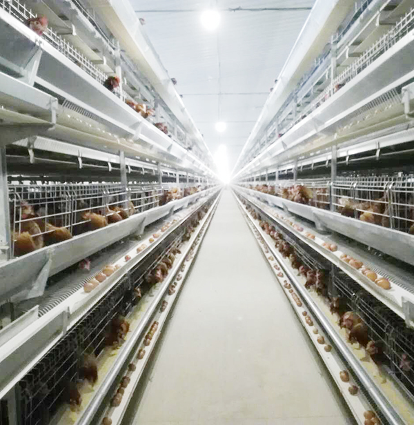 使用全自动养鸡装备养鸡用什么饲料好？？？？？？？